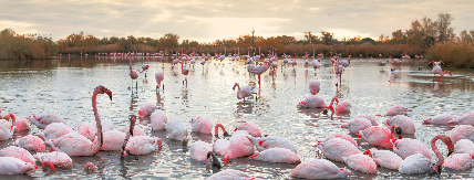 Flamingos in the Camargue