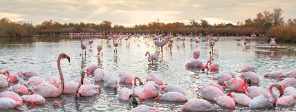 Flamands roses en Camargue