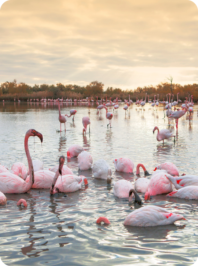 Flamands roses en Camargue